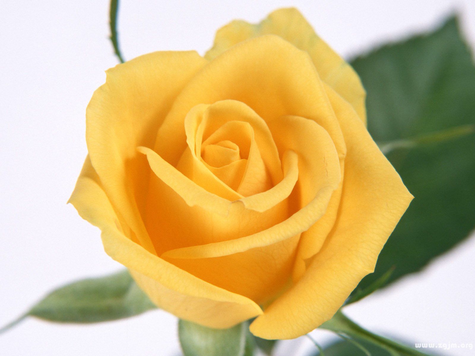 黃玫瑰花語 黃玫瑰的品種_民俗預測