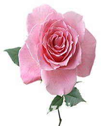 粉色玫瑰花的傳說 粉色玫瑰花的花語_民俗預測