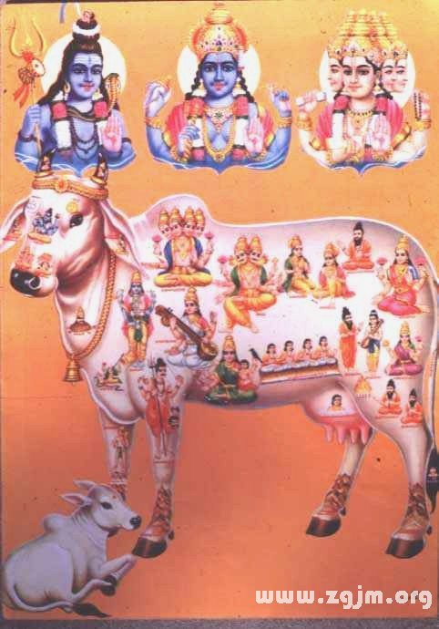 印度神仙魚神牛