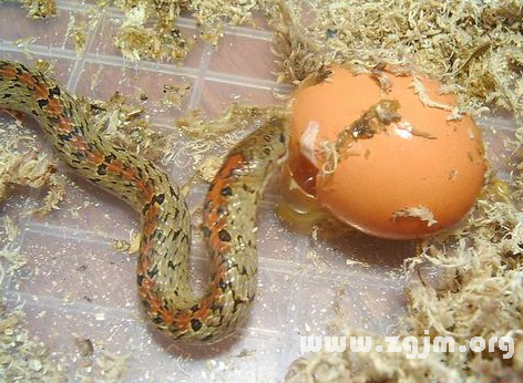 夢見蛇吃蛋