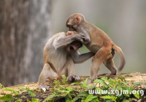 夢見猴子打架