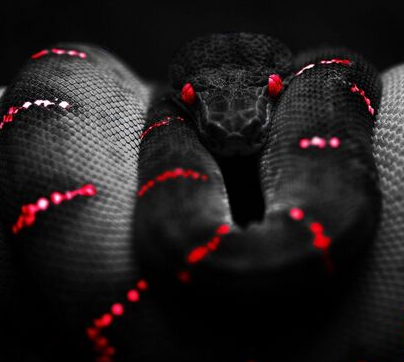 夢見黑色大蟒蛇