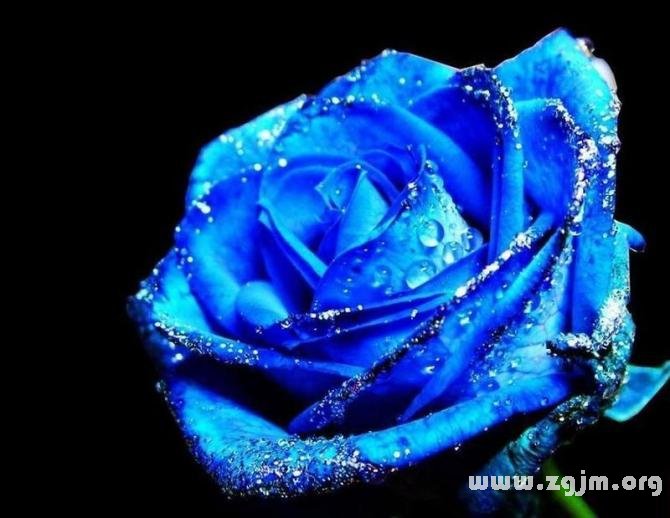 藍玫瑰花語
