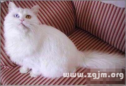牡羊座最適合的寵物貓：山東獅子貓_十二星座