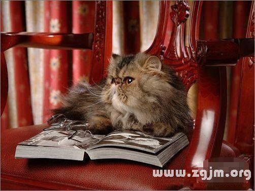 天秤座最適合的寵物貓：波斯貓_十二星座