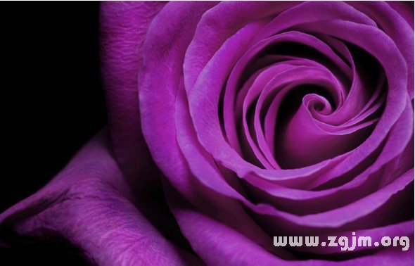 紫玫瑰的花語