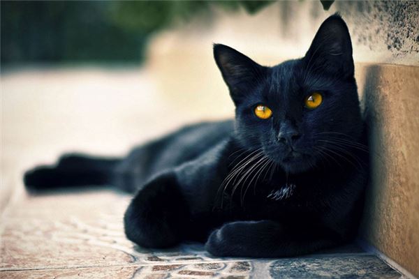 夢見黃眼睛的黑貓什麼意思？_周公解夢