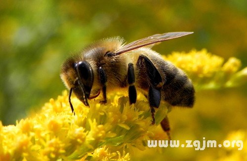 夢見蜜蜂采蜜