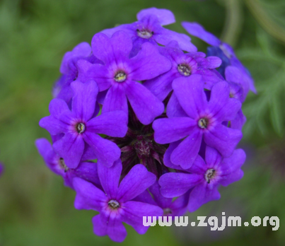 夢見紫色花