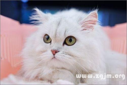 金牛座最適合的寵物貓：金吉拉貓_十二星座