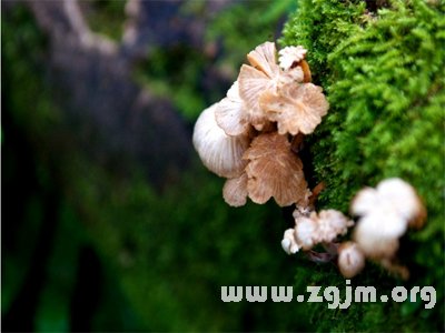 樹蘑菇
