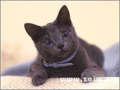 獅子座最適合的寵物貓：俄羅斯藍貓_十二星座