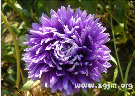 紫菀花的花語