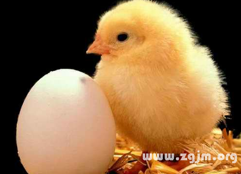 夢見雞和蛋