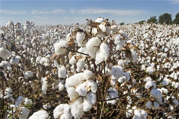 夢到棉花地棉花開花_周公解夢