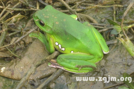 夢見綠青蛙