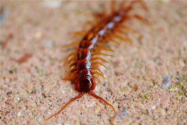 女人夢見蜈蚣預兆什麼_周公解夢