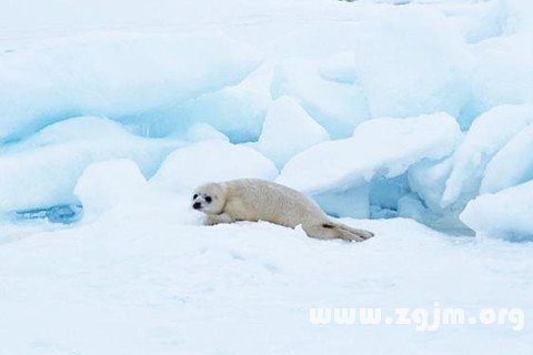 夢見冰雪