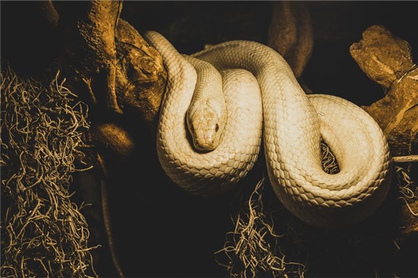 夢到白蛇咬人什麼寓意_周公解夢