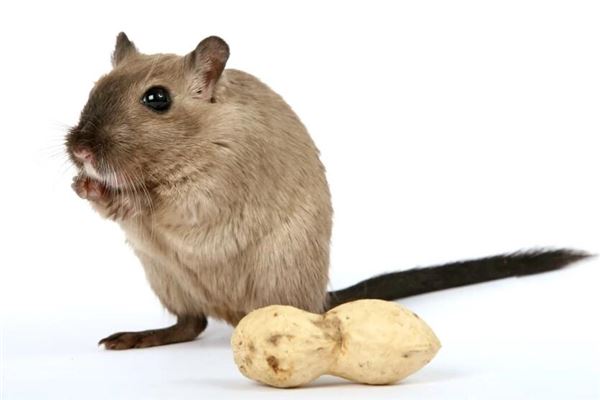 2020年生肖鼠命運怎么樣_十二生肖