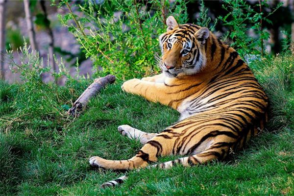 86年屬什麼？_十二生肖