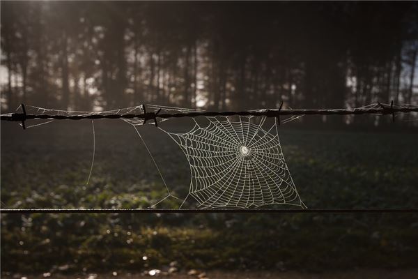夢見屋內好多蜘蛛網_周公解夢
