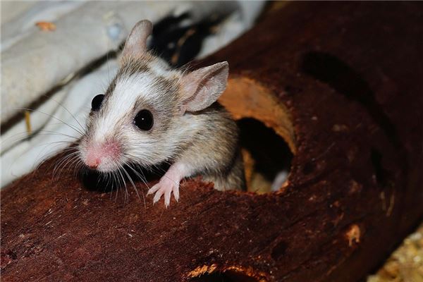 夢見殺死老鼠_周公解夢