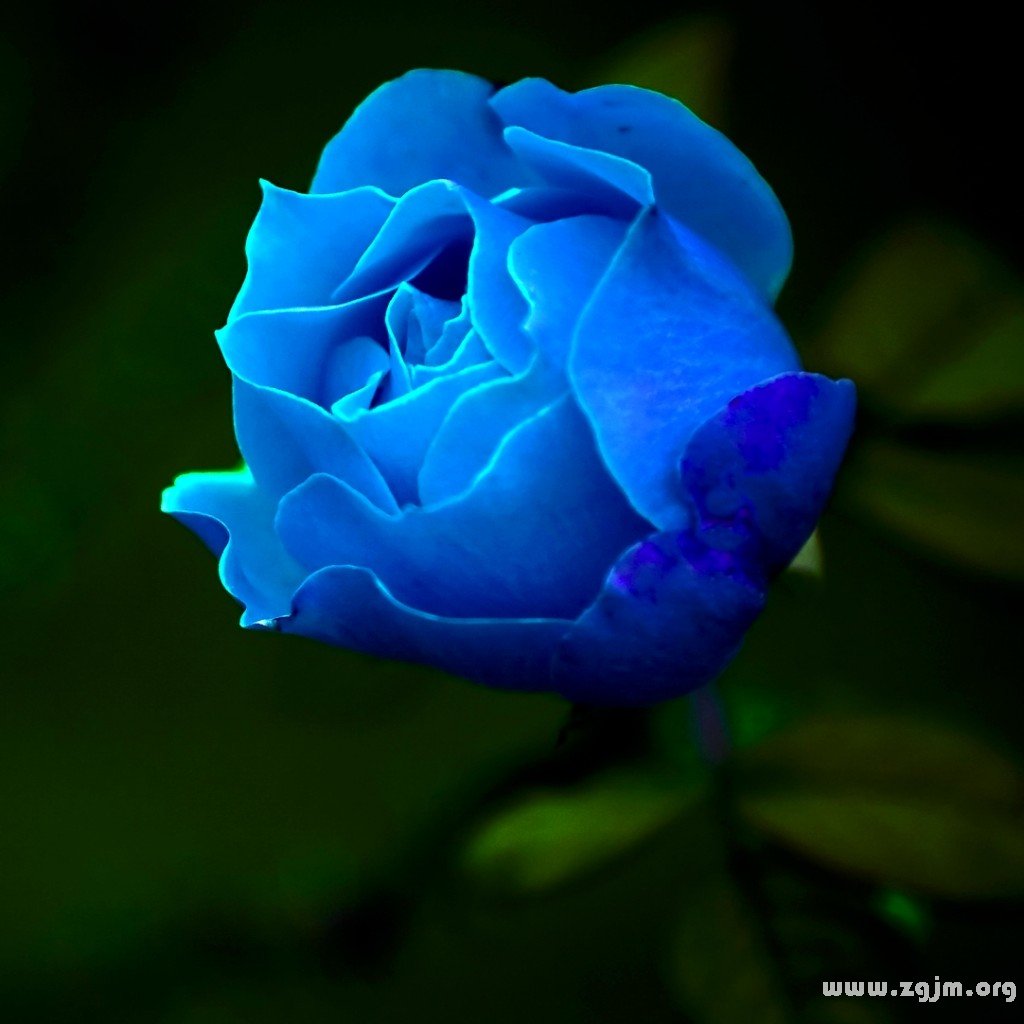 藍玫瑰的花語