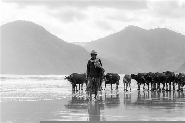 夢到了一群水牛有何寓意_周公解夢