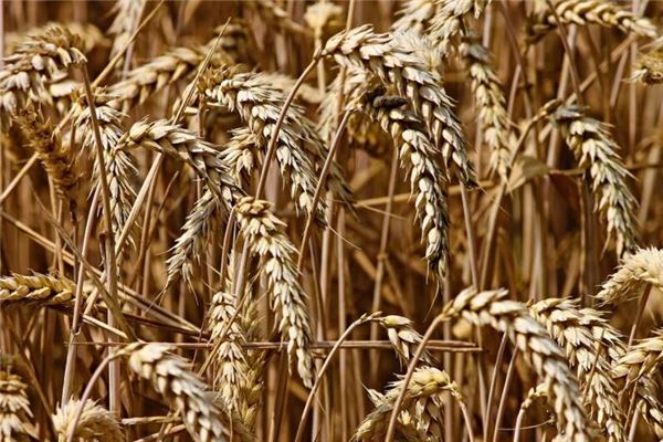 夢見糧食是什麼意思_周公解夢