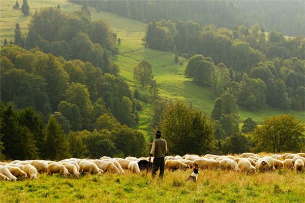男人夢見羊群_周公解夢
