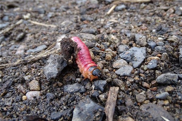 夢到蛆蟲爬到身上_周公解夢