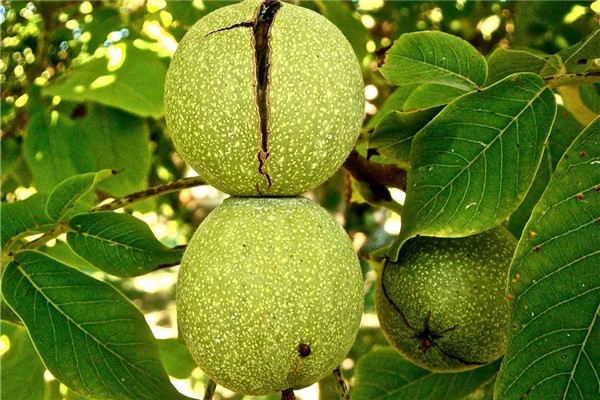 夢見綠皮核桃是什麼意思_周公解夢