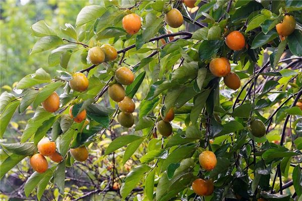 夢到果實纍纍的柿子樹_周公解夢