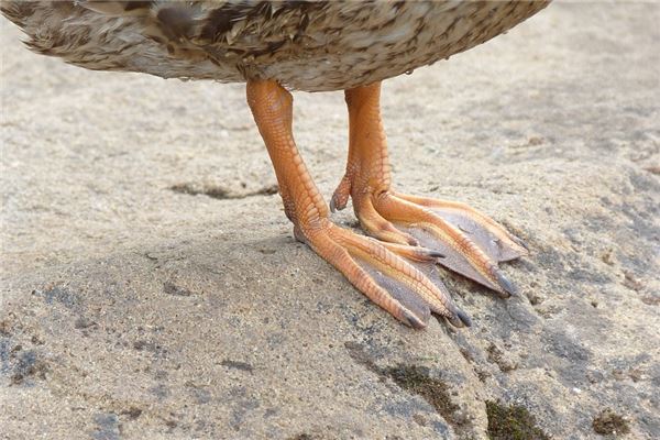 夢到了鴨掌預兆了什麼嗎_周公解夢