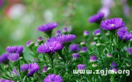 紫苑花的花語