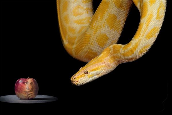 夢見懷孕的蛇_周公解夢