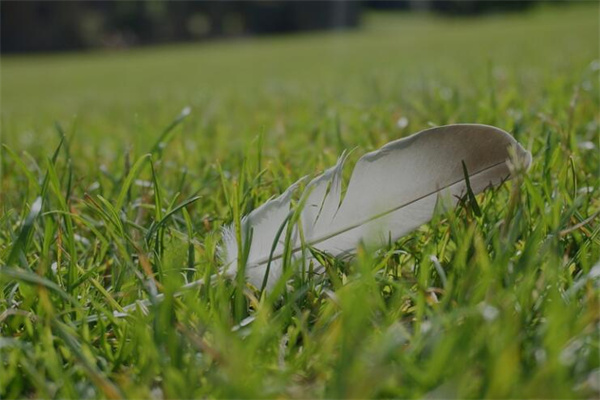 夢到鵝毛是什麼意思？_周公解夢