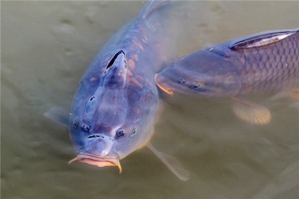 夢到了撈到好多魚什麼預兆_周公解夢