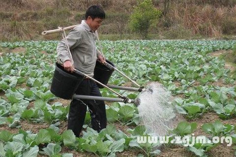 夢見給菜澆水