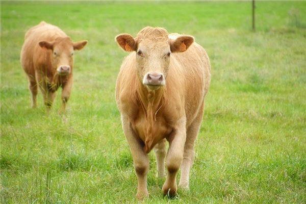 夢見牛鼻子預示了什麼_周公解夢