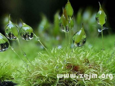 螺鏇蘚苔的花語