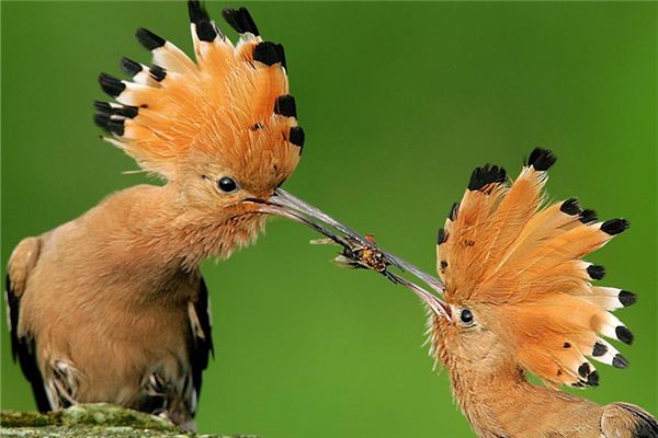 夢見布穀鳥：生活儘是失意處_周公解夢