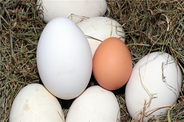 夢見孕婦撿鵝蛋是什麼預兆？_周公解夢