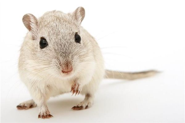 屬鼠的2021年事業_十二生肖