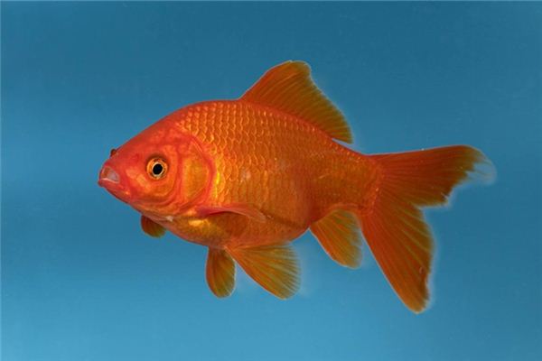 夢見金魚:快樂相伴,友情相隨_周公解夢