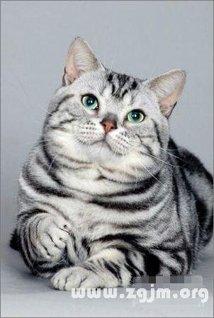 摩羯座最適合的寵物貓：美國短毛貓_十二星座