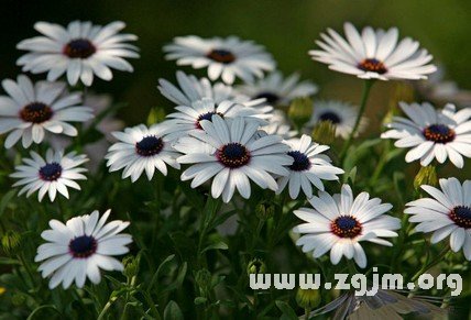 善於在職場中運用策略的星座?_十二星座