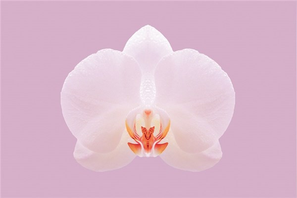 夢到了蝴蝶蘭花有什麼含義_周公解夢