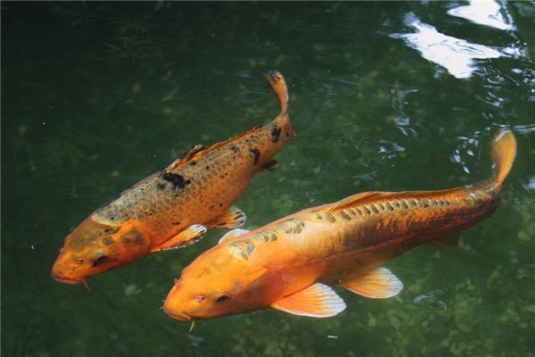 夢見偷魚是什麼意思_周公解夢